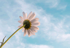 The Stalled Student Loan Forgiveness Program: Analyzing the Delays and the Lawsuit's Impact